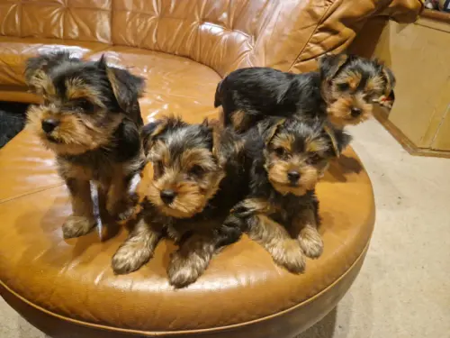 Yorkshires Terrier à Ins