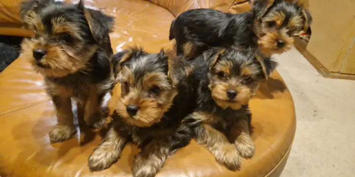 Yorkshires Terrier