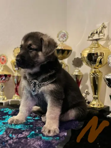 Magnifique chiot à ST-SULPICE