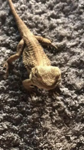 Pogona henrylawsoni avec terrarium à Massongex