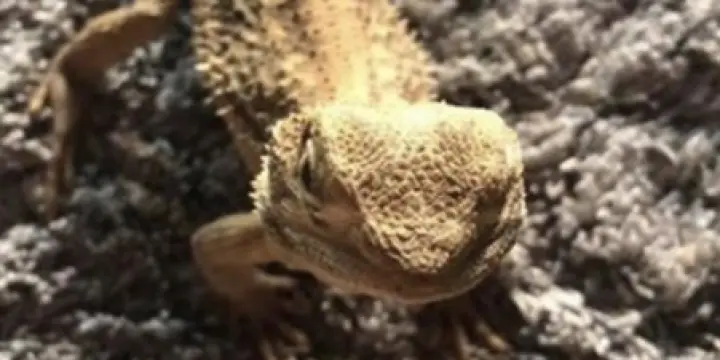 Pogona henrylawsoni avec terrarium