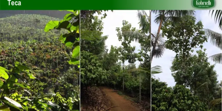 Super ferme cacao 1007 ha
