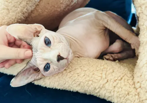 (RÉSERVÉE )Adorable chatte Sphynx de 6 ans à Salins