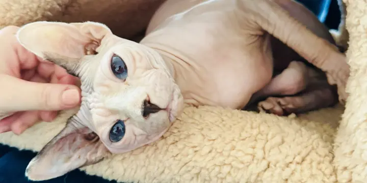 (RÉSERVÉE )Adorable chatte Sphynx de 6 ans
