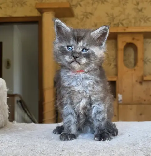 Chaton Maine Coon disponible à Noës