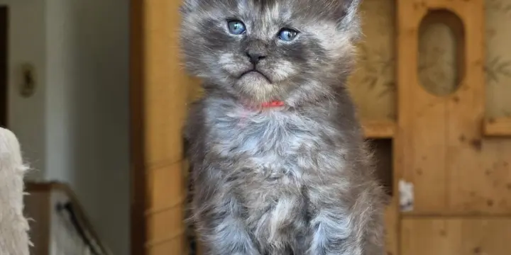 Chaton Maine Coon disponible