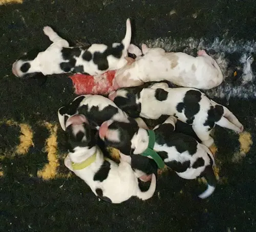 Chiots Cocker Anglais LOF à réserver à REVIGNY