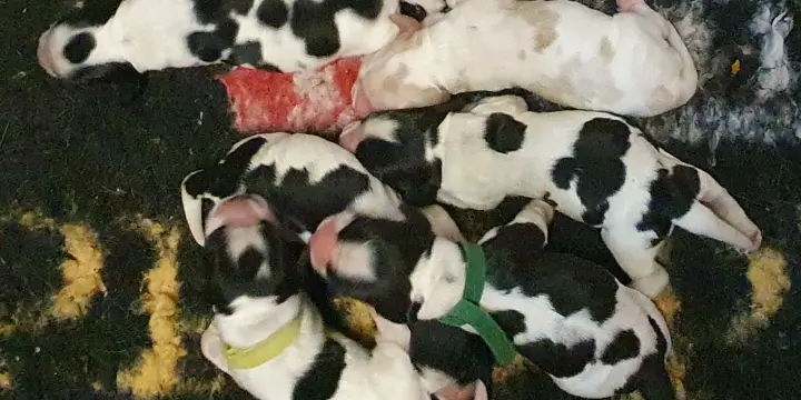 Chiots Cocker Anglais LOF à réserver