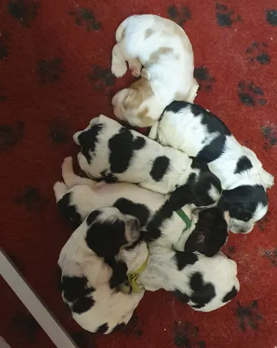 Chiots Cocker Anglais LOF à réserver à REVIGNY