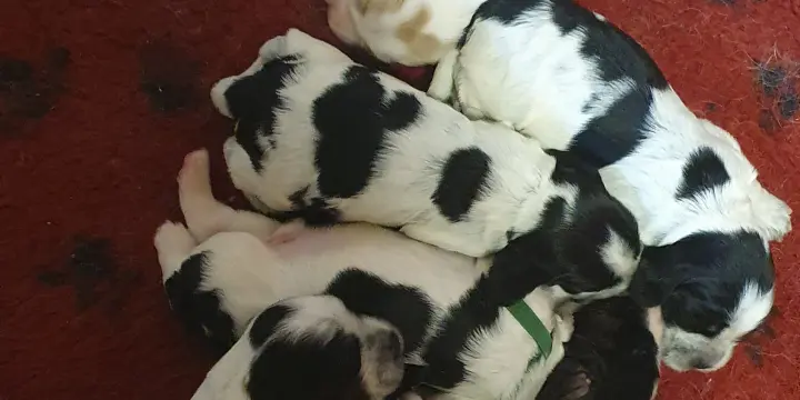 Chiots Cocker Anglais LOF à réserver