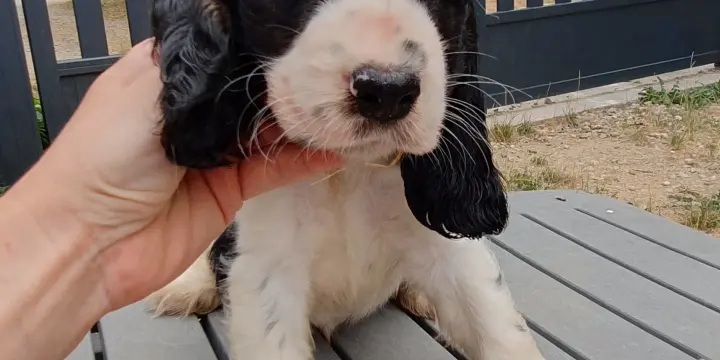 Chiots Cocker Anglais LOF à réserver