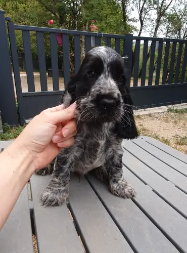 Chiots Cocker Anglais LOF disponible de suite