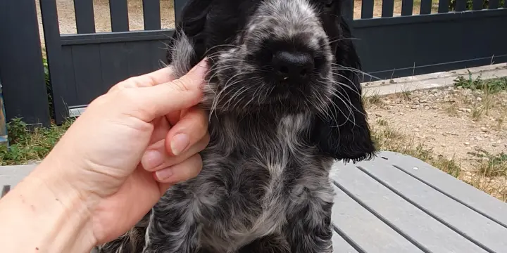 Chiots Cocker Anglais LOF disponible de suite
