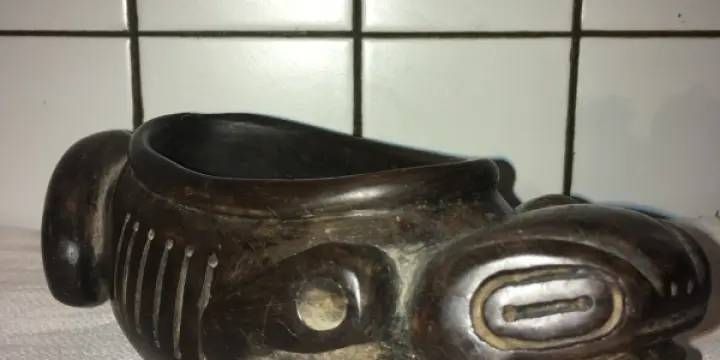 À vendre tortue polynésienne 