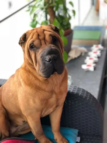 Sallie Shar-pei à Aigle