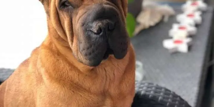 Sallie Shar-pei