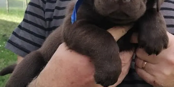 Chiots LABRADORS Chocolat LOF dispos dès le 10 juin 23