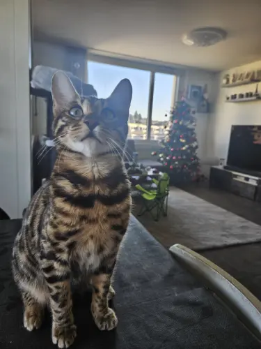 Chat bengal à Bussigny