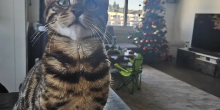 Chat bengal
