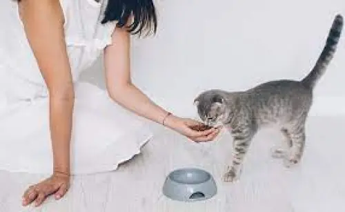 Garde votre chat - Personne de confiance - Région Riviera à Vevey