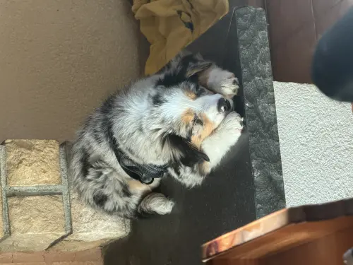 Chiot croisée australien bernois à Chesières