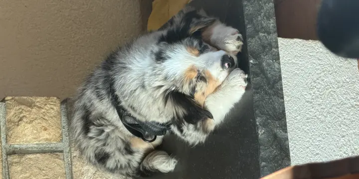 Chiot croisée australien bernois