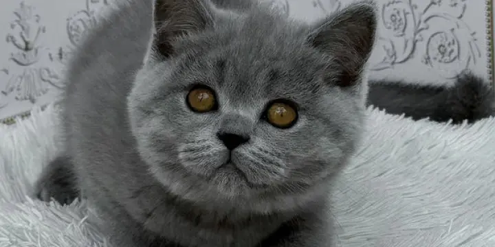 Bonjour, je m'appelle Teddy