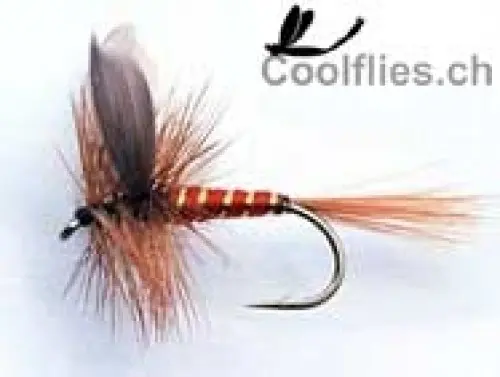 Mouche spent rouge rayée à geneve