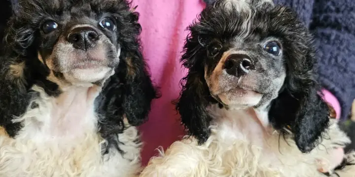 Caniche Toys  Bicolore