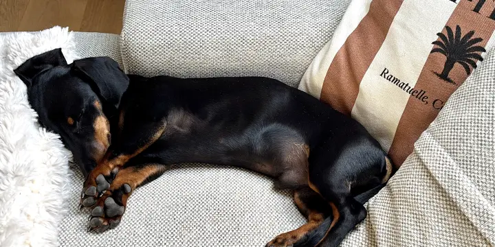 Chiot teckel nain 7 mois vaccins et vermifuge à jour à adopter