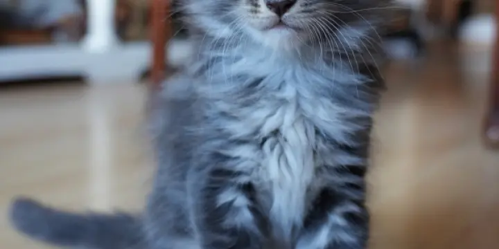 Chatons Maine Coon