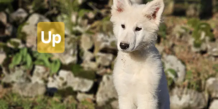 Chiots bergers blancs suisses LOF disponibles