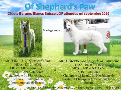 Chiots Berger Blanc Suisse LOF à Naitre à REVIGNY