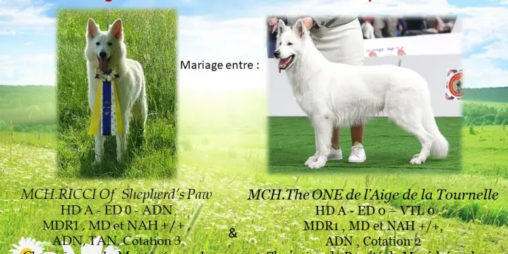 Chiots Berger Blanc Suisse LOF à Naitre