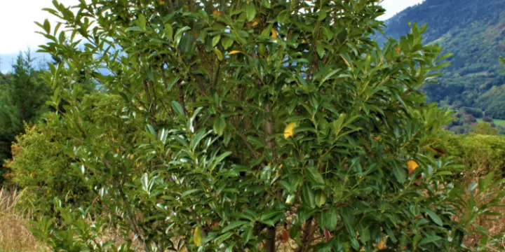 Laurelle du caucase 100 à 300cm en terre