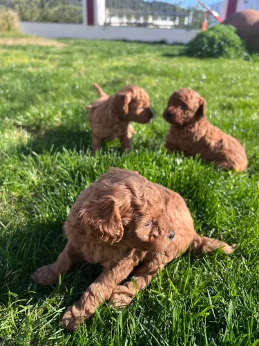 Chiots Caniche Rouge Toy / Nain – 3-4 mois à Genève