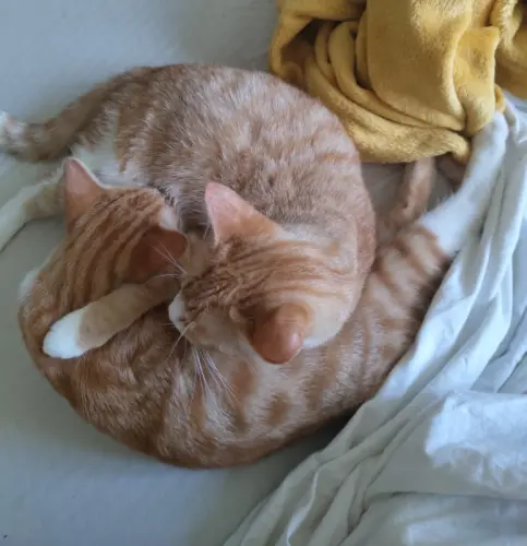 Recherche un mâle non-castré à Lausanne