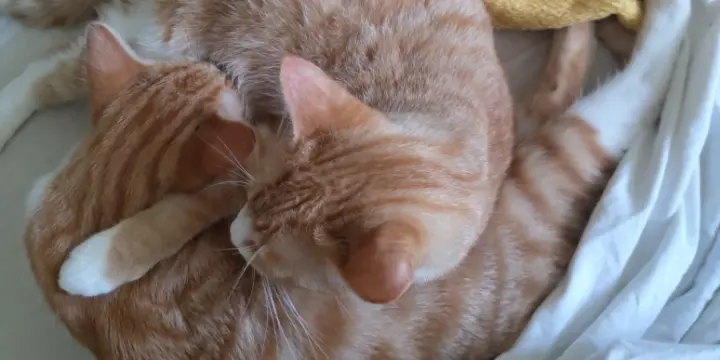 Recherche un mâle non-castré