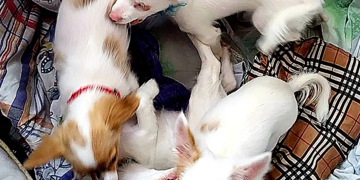 Chihuahuas nés le 22.11.2025