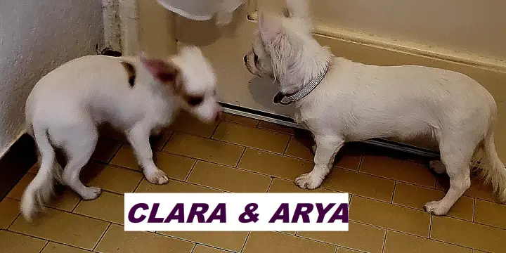 Chihuahuas nés le 22.11.2025