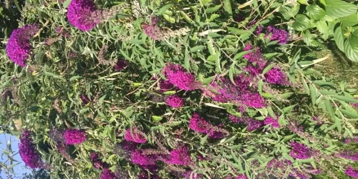 Besoin d'aide au jardin ?