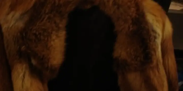 fourrure de renard roux