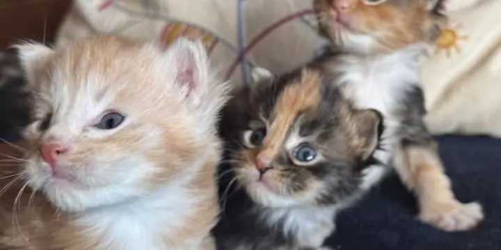 Chatons pure race Maine coon