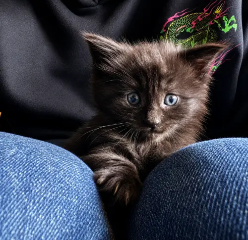 Chatons pure race Maine coon à Clarens