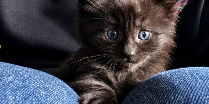Chatons pure race Maine coon
