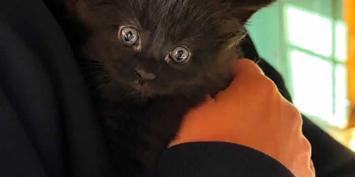 Chatons pure race Maine coon