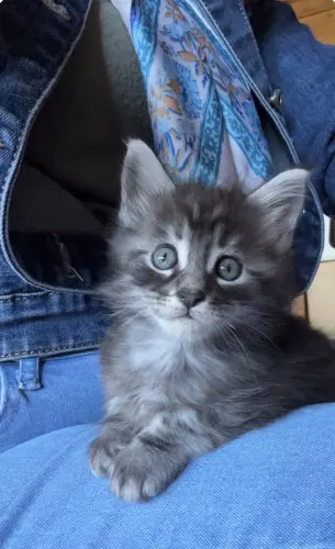 Chatons pure race Maine coon à Clarens