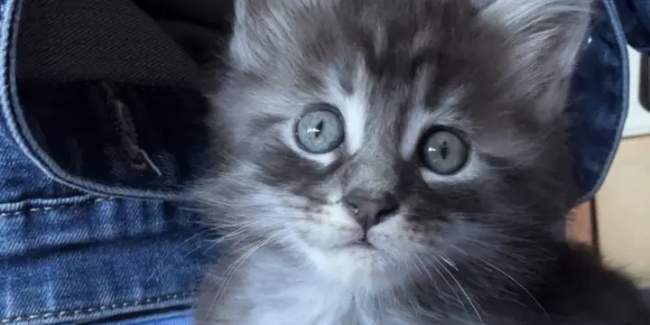 Chatons pure race Maine coon