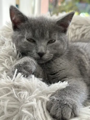 Chaton race chartreux à Monthey