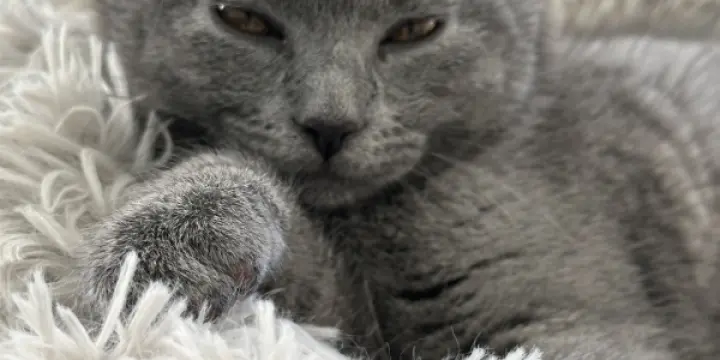 Chaton race chartreux